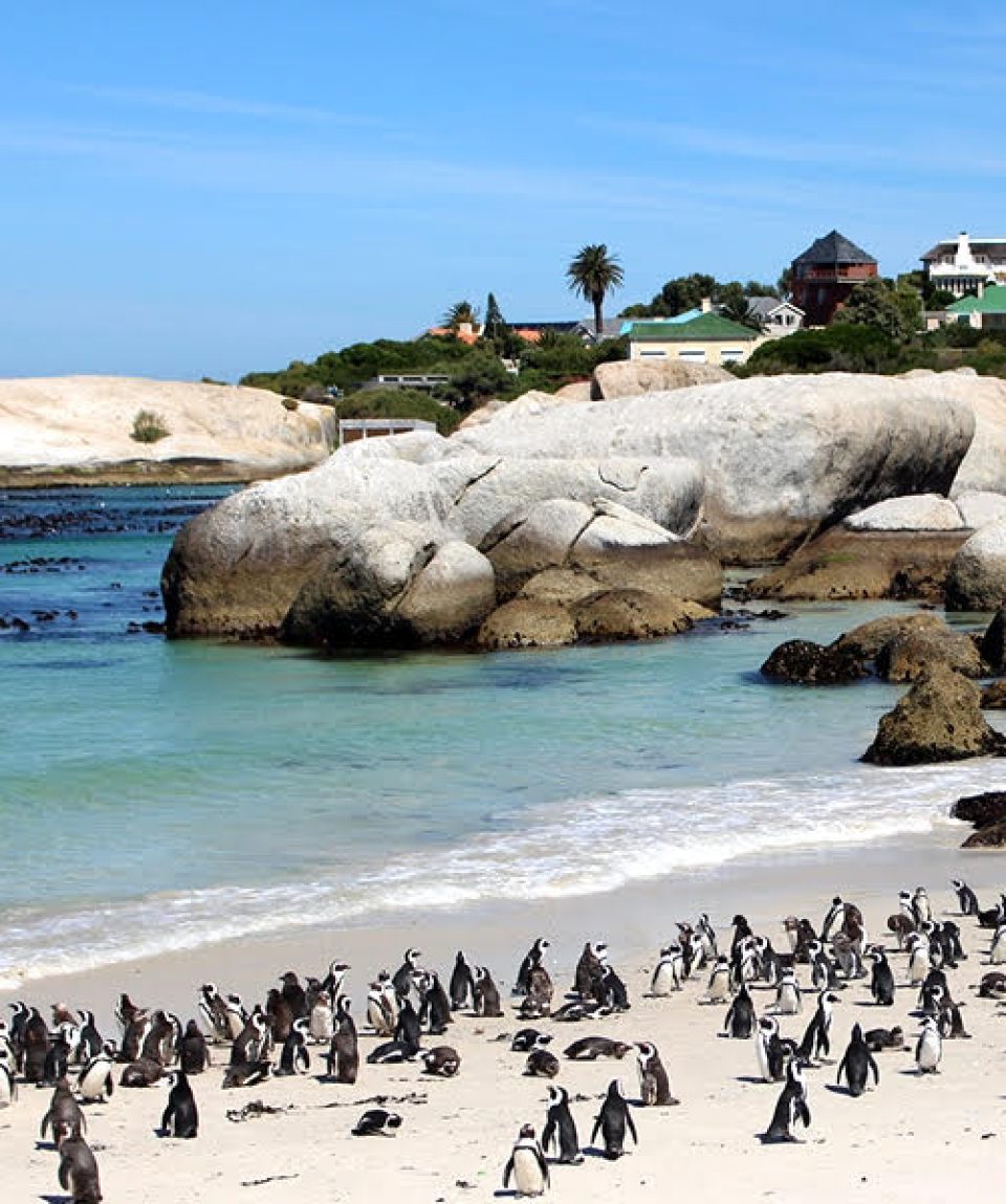 Penguins